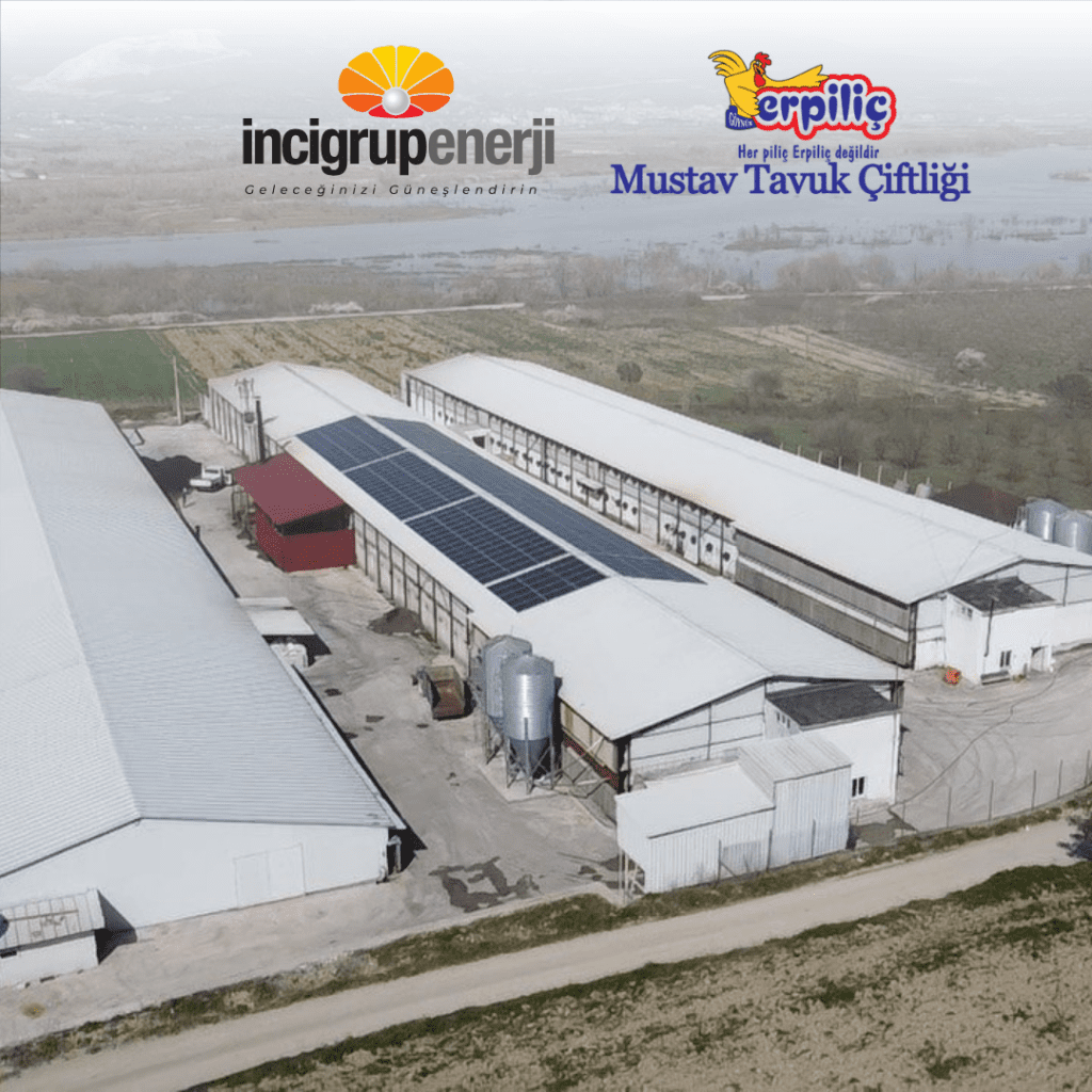 Erpiliç Mustav Tavuk Çiftliği